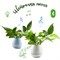 Умный горшок с Bluetooth Smart Music Flowerpot - фото 26447